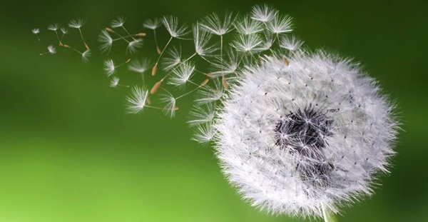 什么植物？可以用风传播种子。