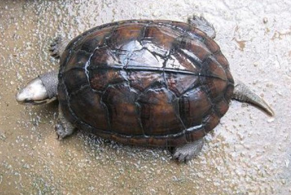 为什么说金钱龟难养？