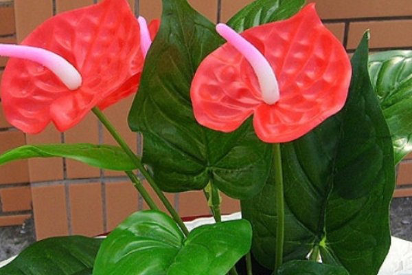 送男朋友什么花合适？