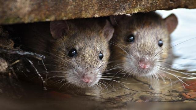 母鼠咬断通讯线，福建一男子手持鼠崽威胁，这一场面有多搞笑