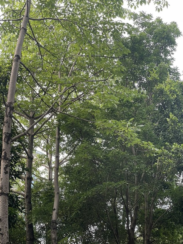 孩子喜欢看动画片怎么办?