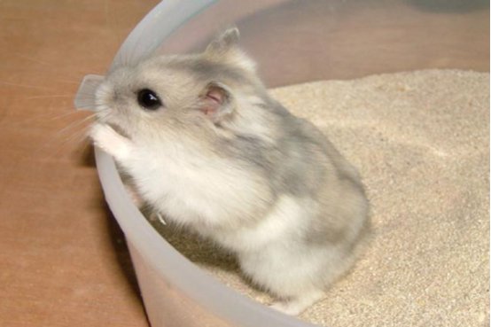 仓鼠饲养八大禁忌