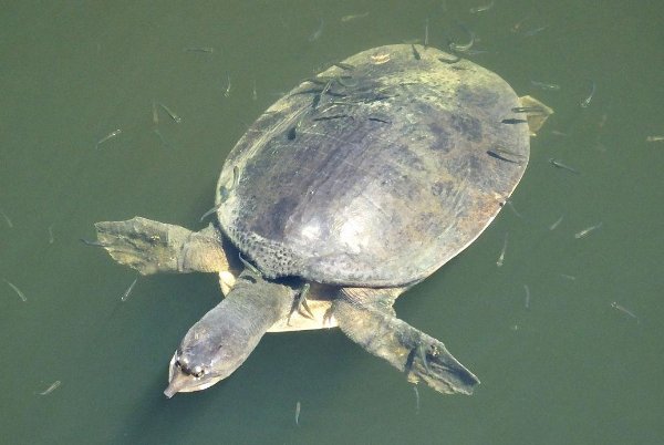 十大恐怖的乌龟