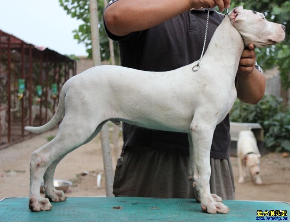 祭月奸尸的介绍