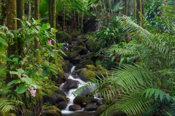 丛林法则什么意思