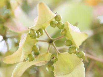 梧桐果是什么颜色