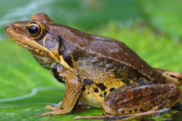 保护青蛙的资料有哪些？