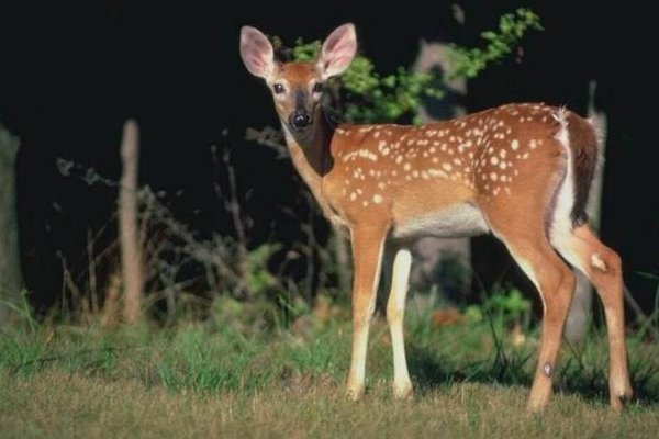 小鹿的玫瑰花阅读理解答案