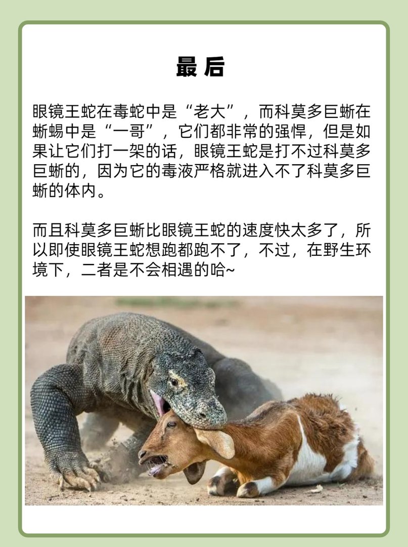 眼镜王蛇单挑科莫多巨蜥谁是最强爬行动物