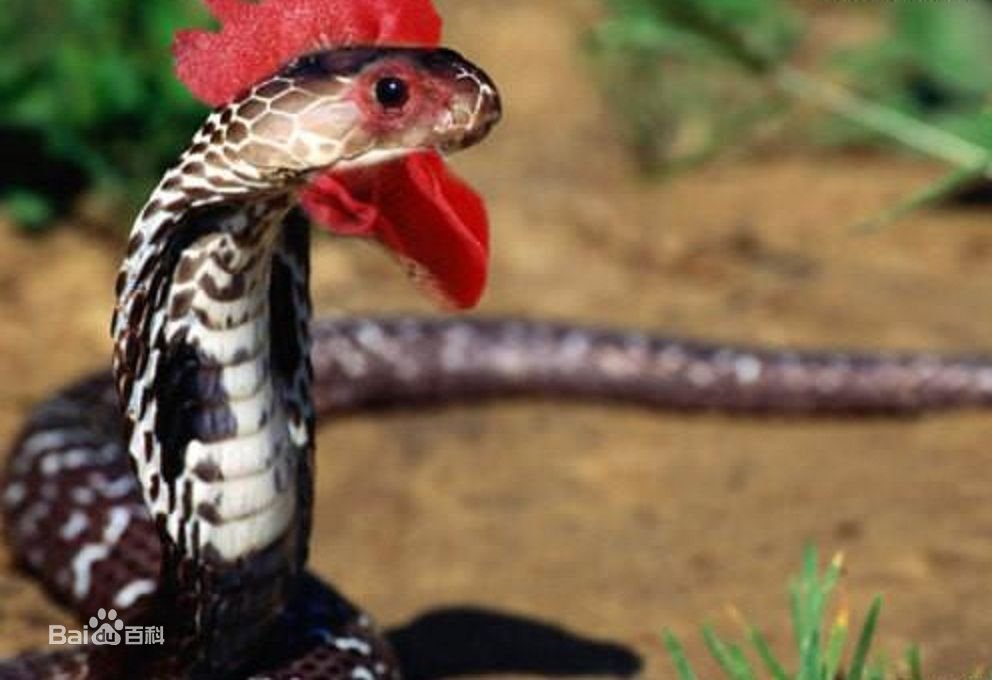 真的有鸡冠蛇吗？什么样子？是不知名的生物吗？动物世界上人与自然上咋没有？