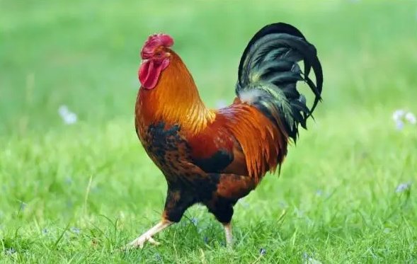 昂首挺胸的是什么生肖