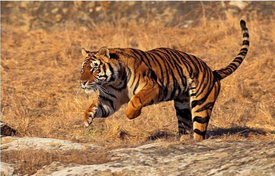 老虎的种类有几种？