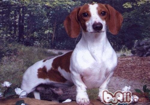 瑞典腊肠犬的介绍