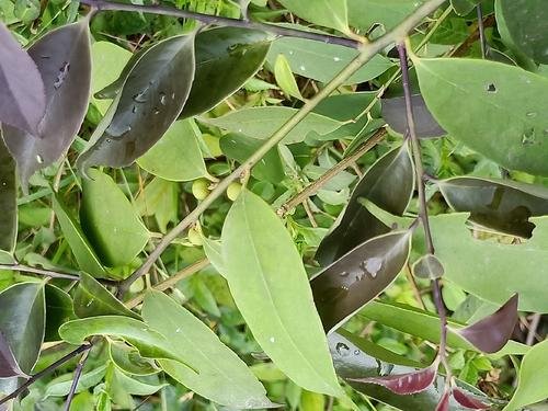 冬青有多少种？