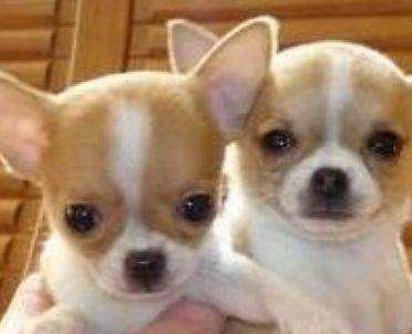 虎头鼠的基本资料