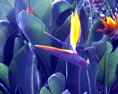 夜伴尸语的章节目录