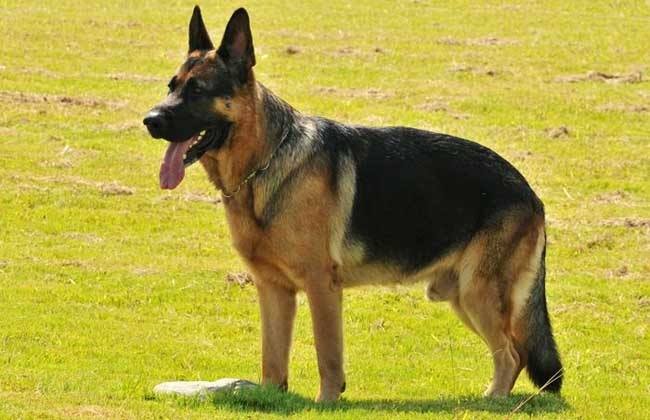 德牧壮壮被警察枪杀，原因是什么？