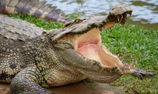 十种冬眠的动物是什么？