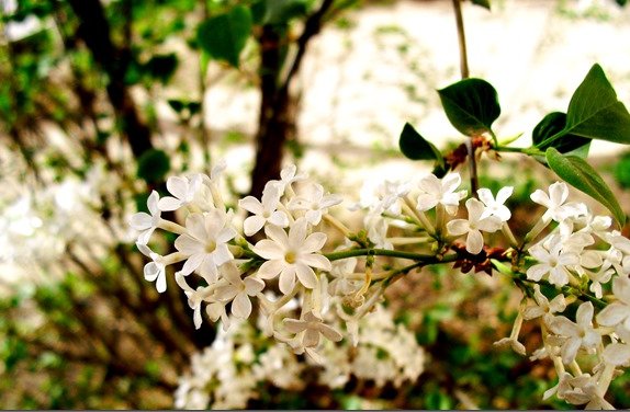 青鸟不传云外信，丁香空结雨中愁这是什么意思