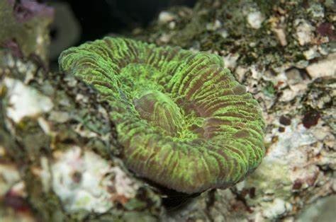 珊瑚虫的骨骼是由什么组成的呢