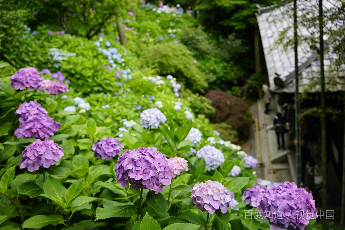 孤单心事是什么？