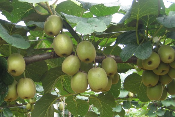 陕西秦岭发现“野生猕猴桃树王”，这棵树有什么价值？