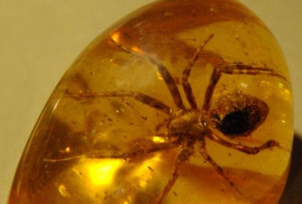 泰国农村小伙沙滩上捡石头价值百万,这块石头究竟有何特别?