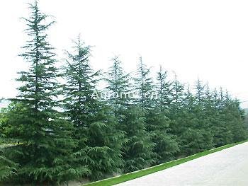 多雪松的个人信息