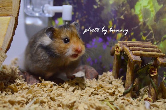 金丝熊照片(10张)