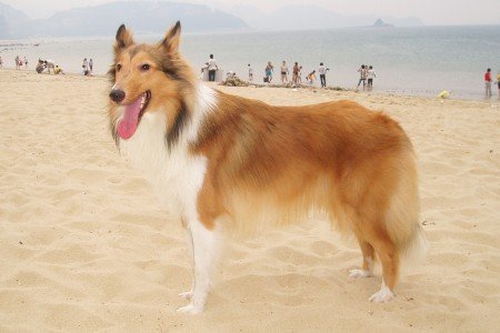 狗在都市的分集剧情