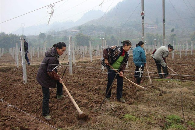 一亩地也不撂荒，2022撂荒土地会有什么后果？会被要罚款吗？