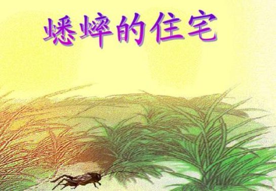 蟋蟀的住宅相关资料