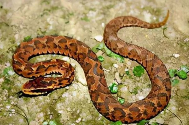 农村十大毒蛇排行榜