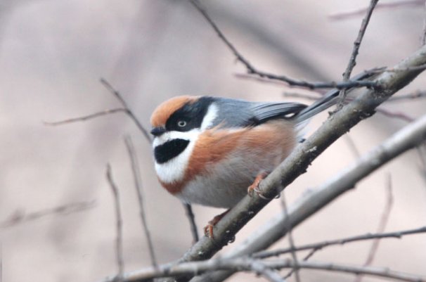 僵尸山雀是什么