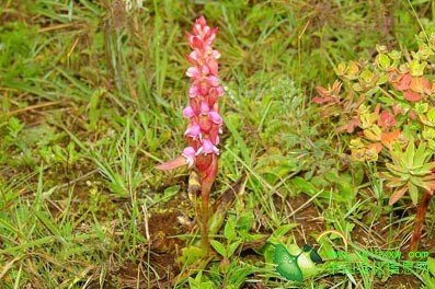 缘毛鸟足兰的繁殖方式