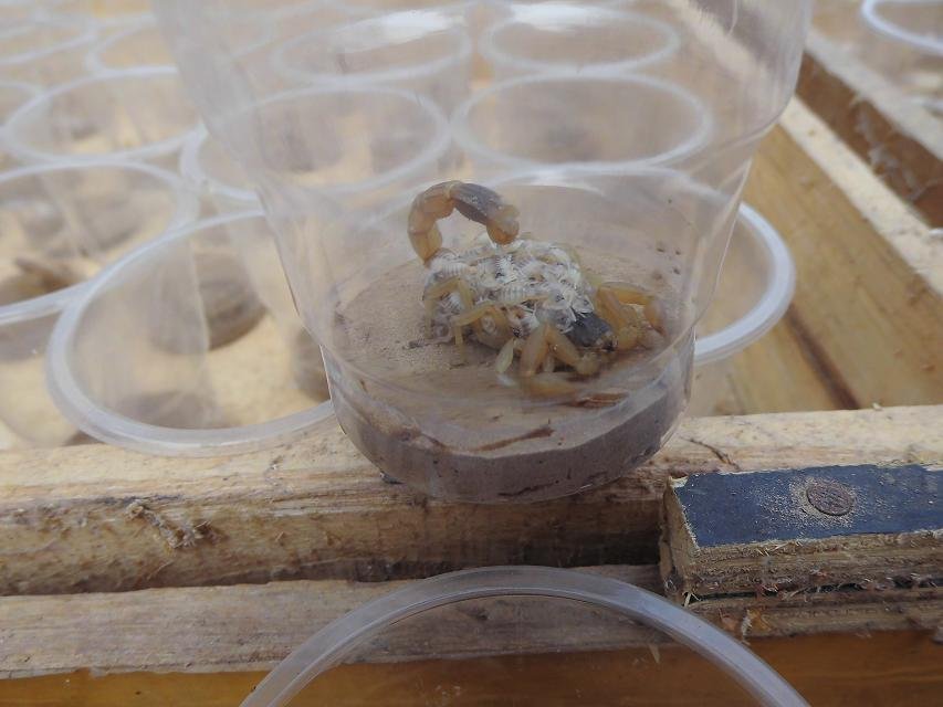 188养殖论坛给蝎子喂些什么药？怎么喂呢？