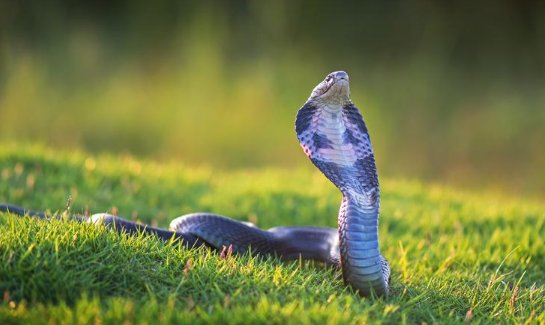 十种冬眠的动物是什么？