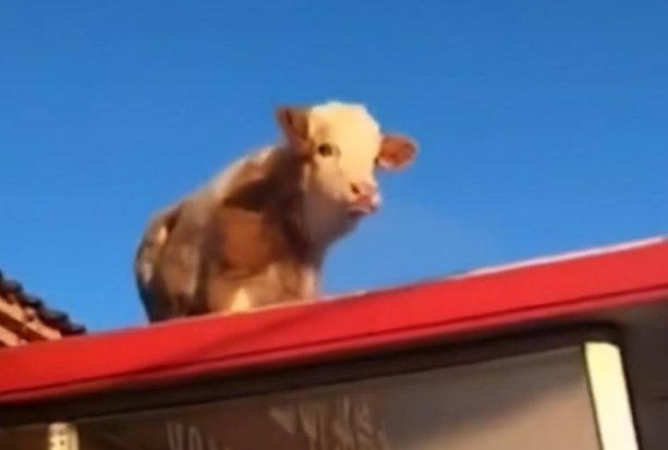 内蒙古一头牛跳上房顶奔跑，当时的情况是什么样的？