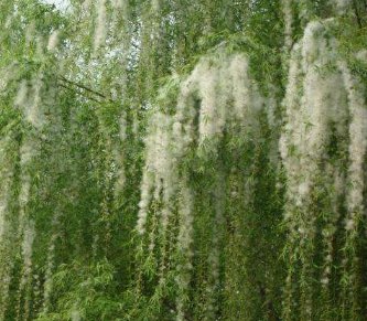 靠风力传播种子的植物有什么