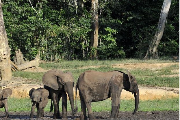 foresthills什么地形