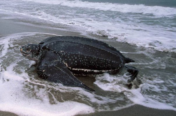 十大恐怖的乌龟