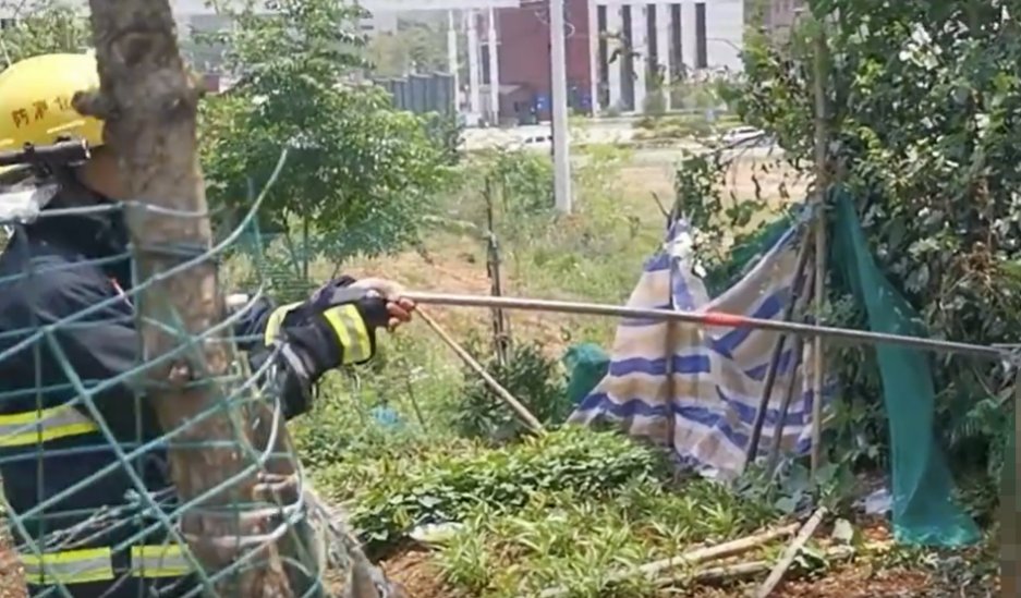 湖北8条傻蛇集体社死偷鸡不成全被困，最终这些蛇是被如何处理的？