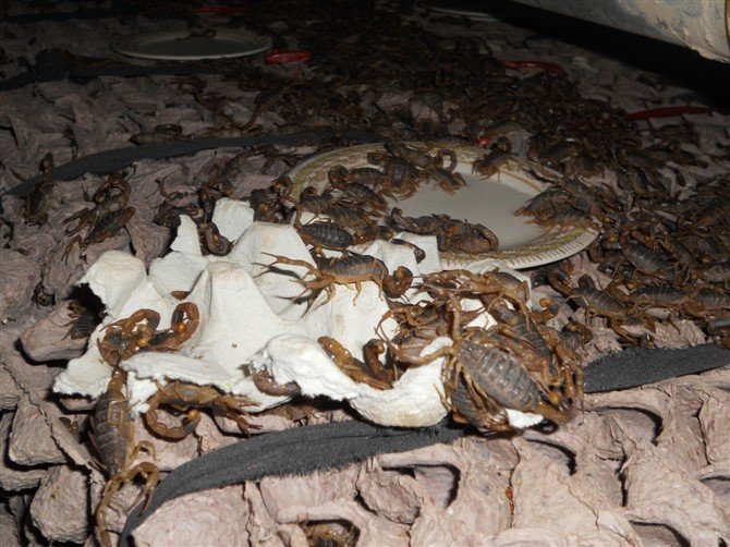 188养殖论坛给蝎子喂些什么药？怎么喂呢？