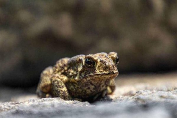 癞子是什么意思