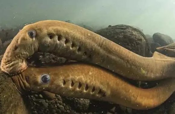 七鳃鳗灭绝了吗