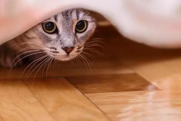 黑龙江鹤岗一喵星人满脸好奇站立看外面放烟花，猫的好奇心为何这么强？