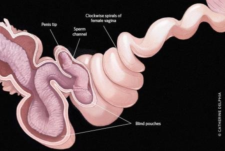 鸭子是如何交配的？为什么说它们很暴力？