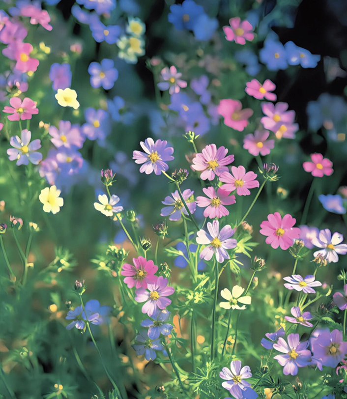 怎么评价电影《粉红女郎》？