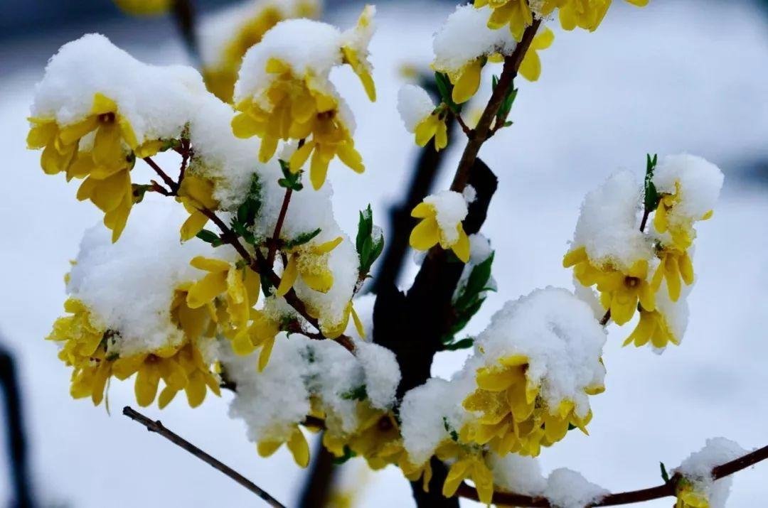 有哪些写春雪的唯美句子？