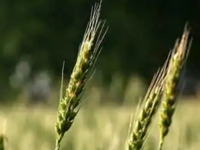 小麦和麦子有什么区别？我们平时吃的面粉是什么做的？